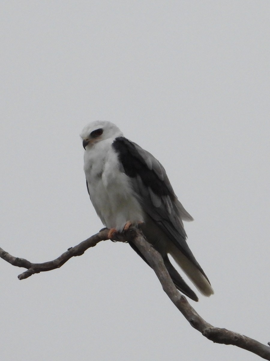 White-tailed Kite - ML620592304