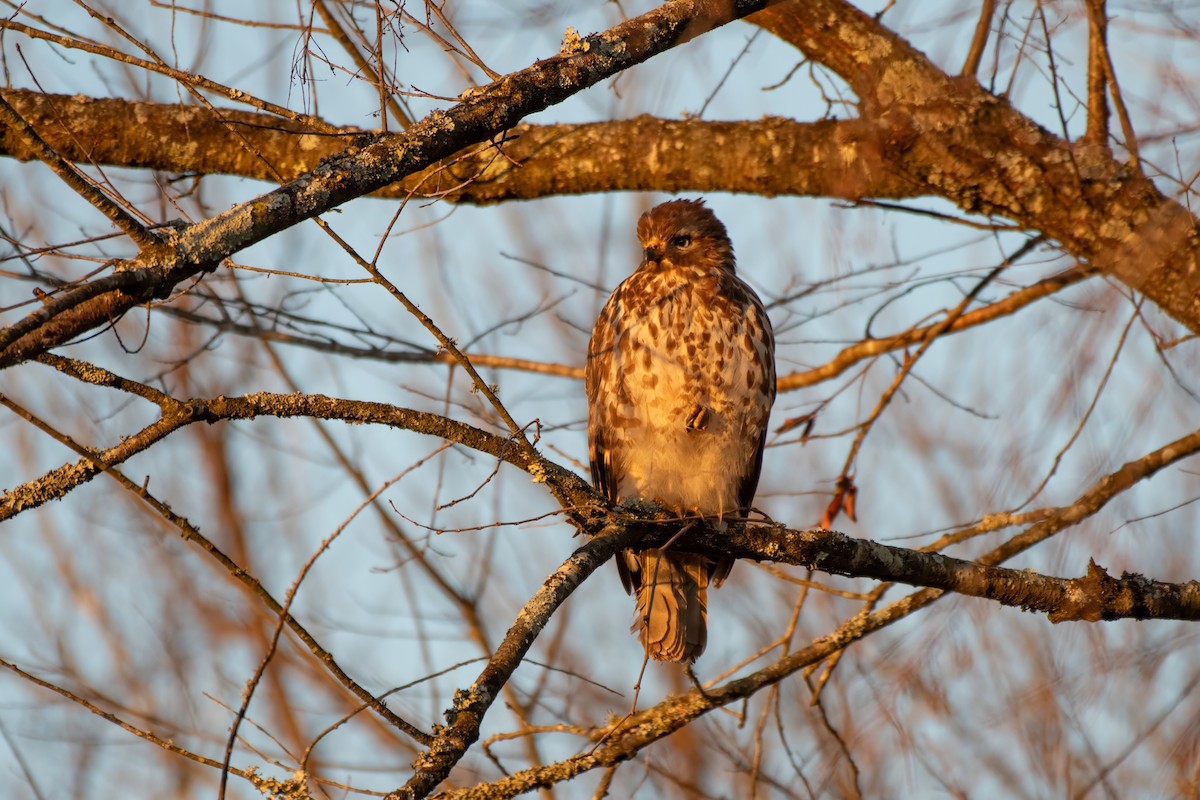 Red-shouldered Hawk - ML620592305