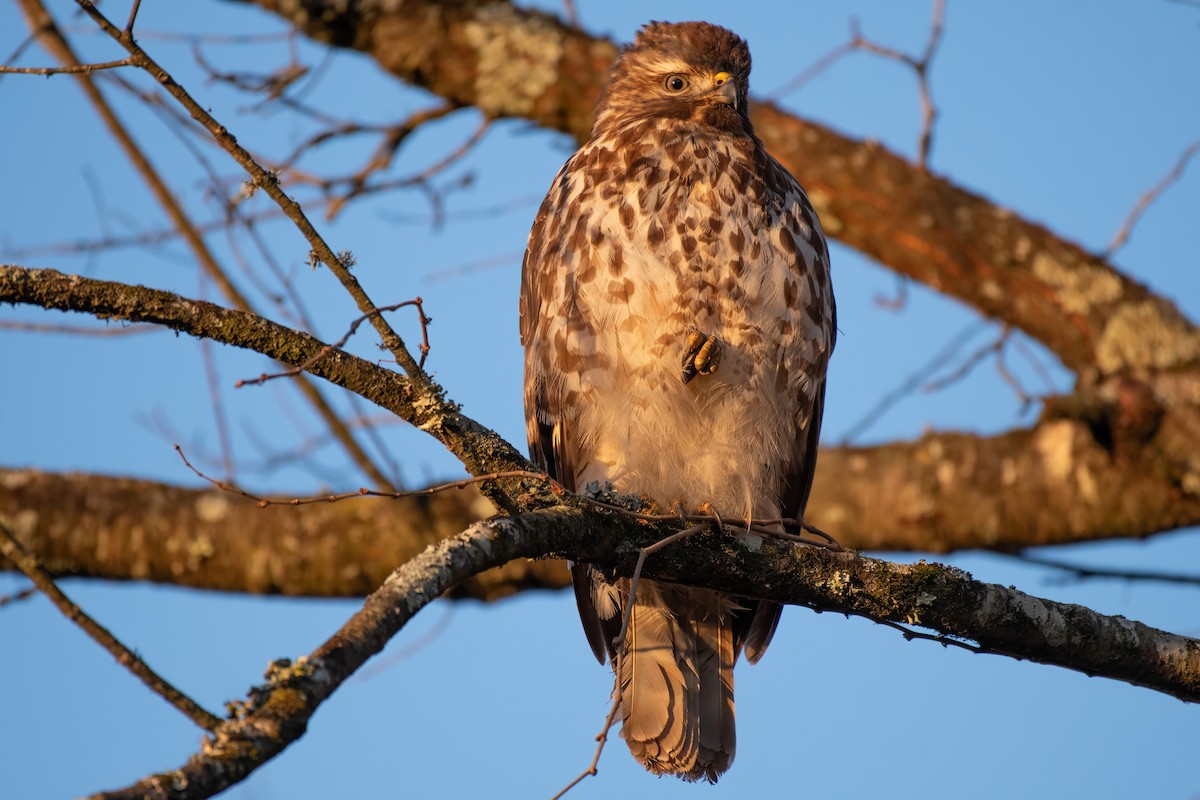 Red-shouldered Hawk - ML620592306