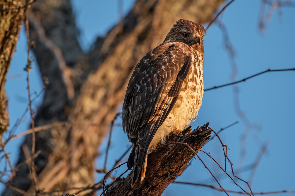 Red-shouldered Hawk - ML620592307