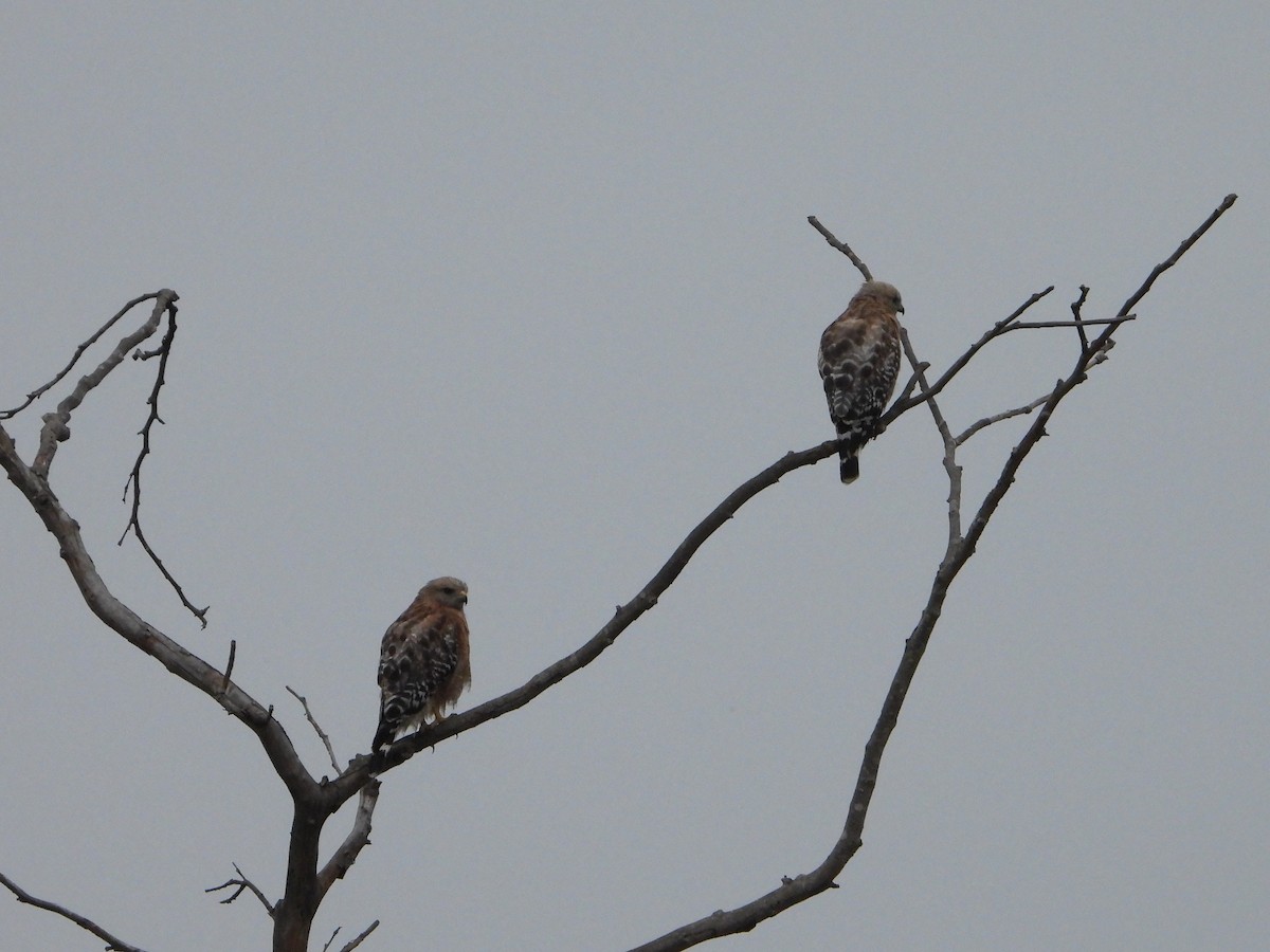 Red-shouldered Hawk - ML620592310