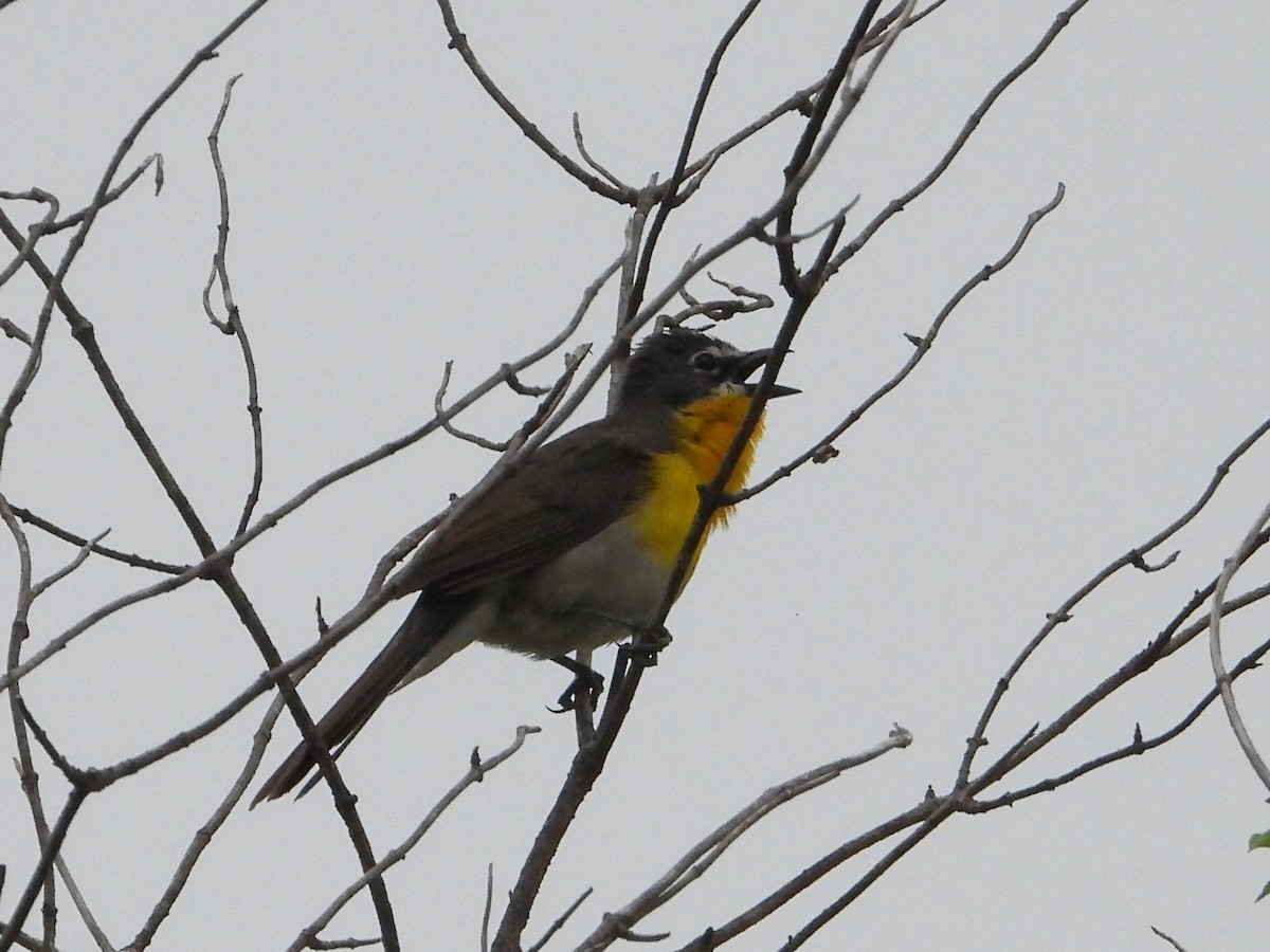Yellow-breasted Chat - ML620592312