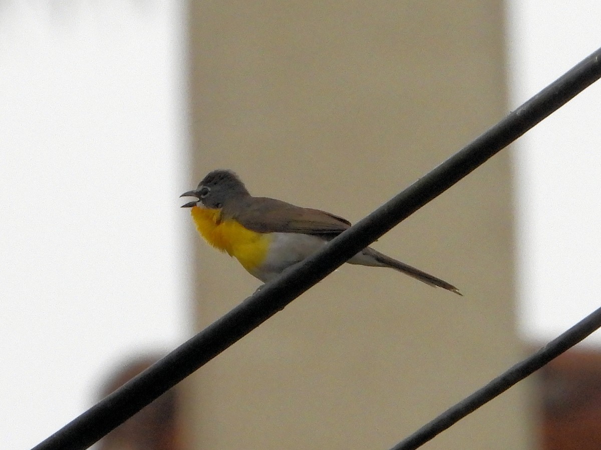 Yellow-breasted Chat - ML620592313