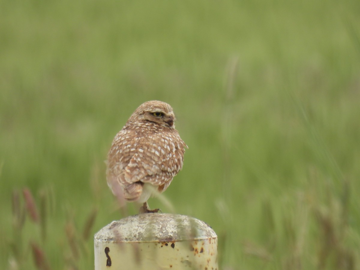 Burrowing Owl - ML620592315