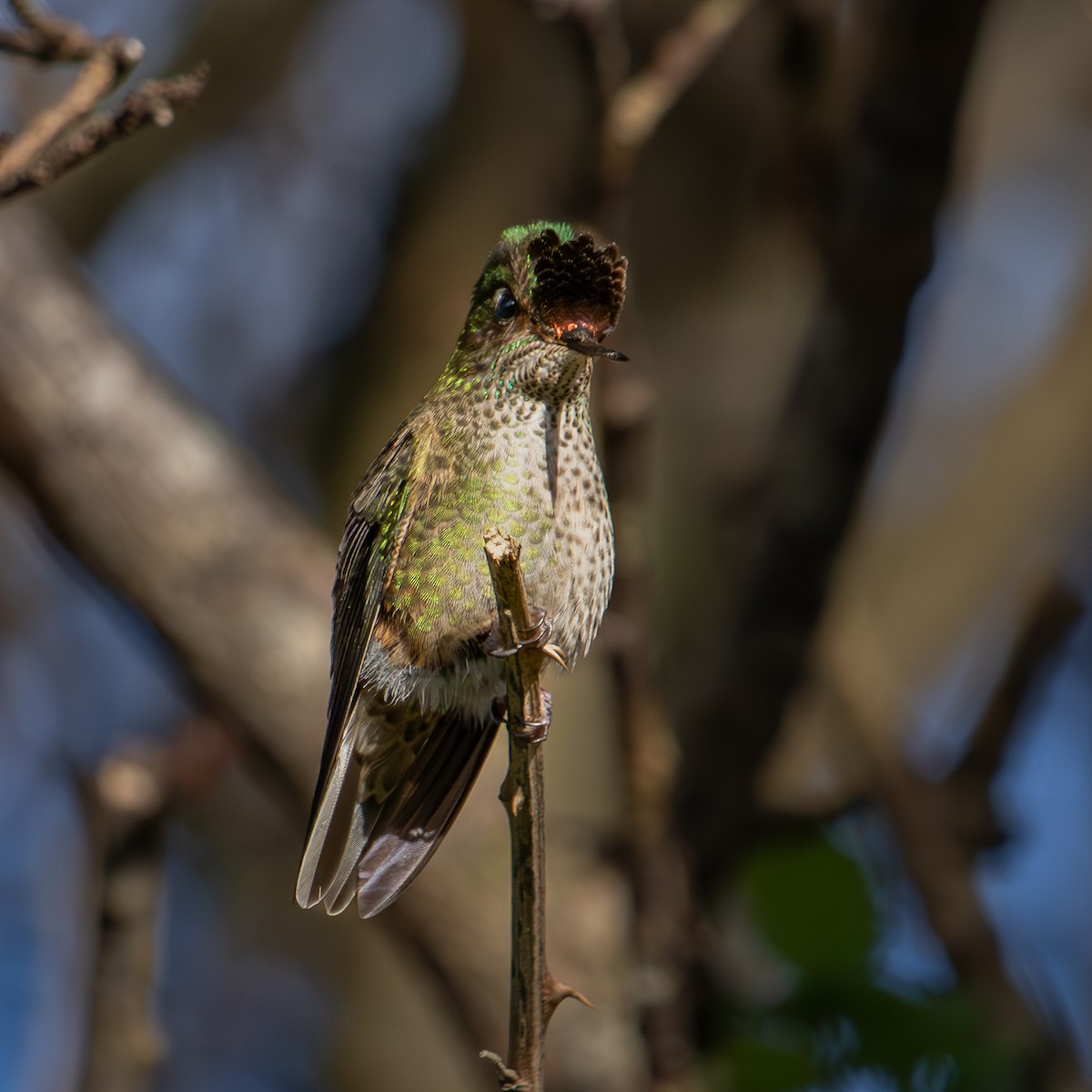 Green-backed Firecrown - ML620592316