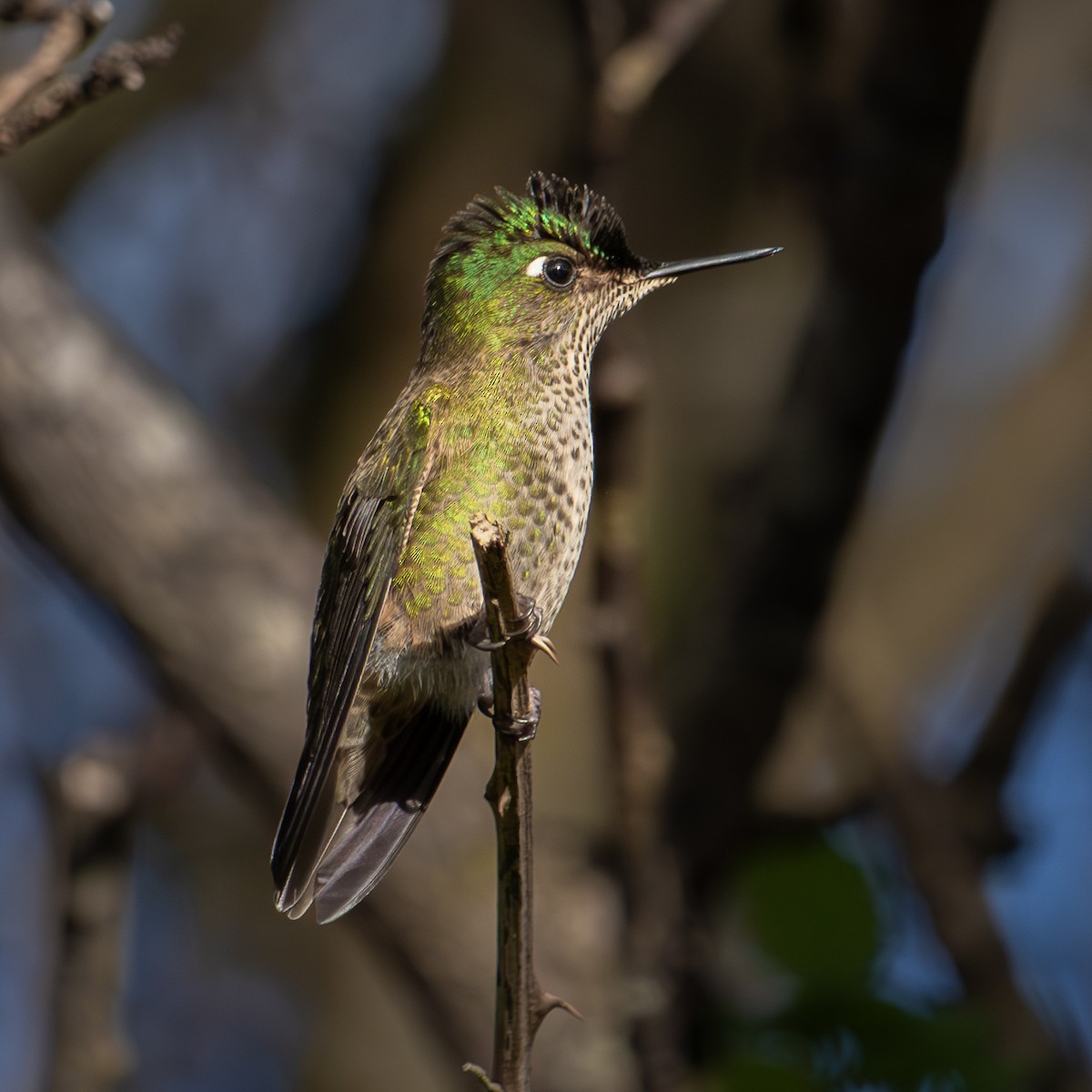 Green-backed Firecrown - ML620592317