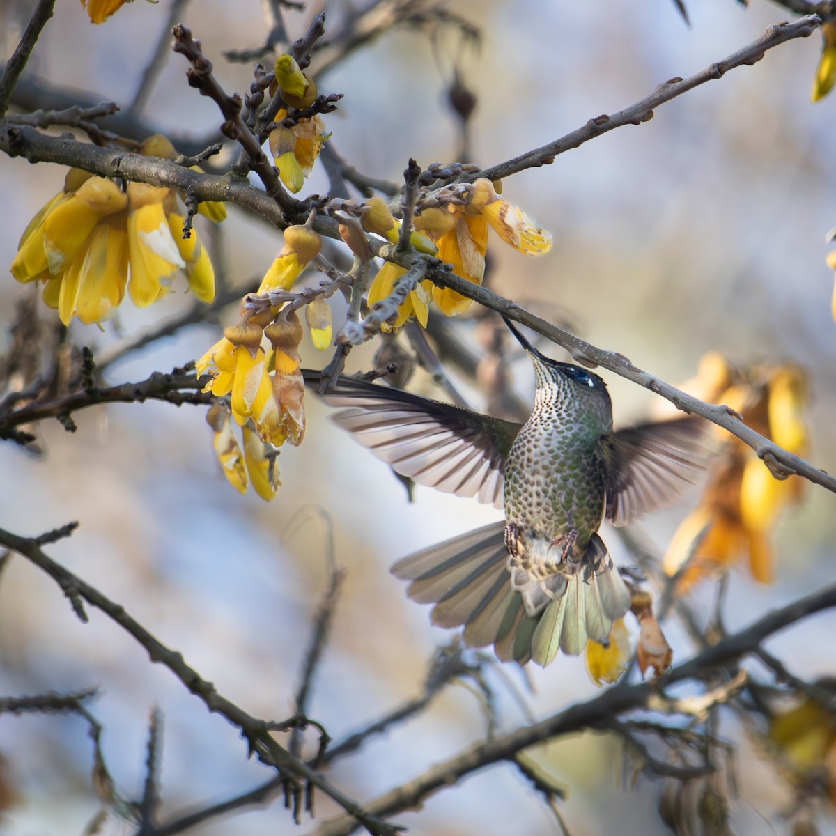 Colibri du Chili - ML620592319