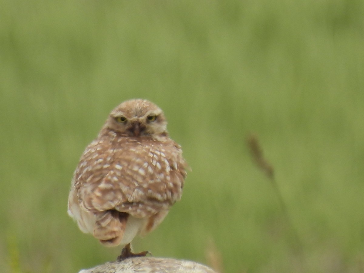 Burrowing Owl - ML620592323