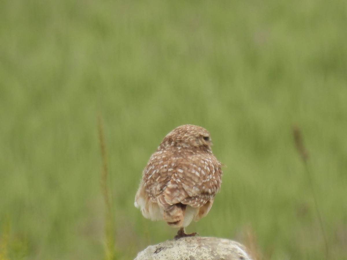 Burrowing Owl - ML620592325