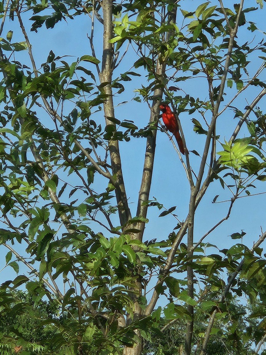 Northern Cardinal - Suzanne Schwartze