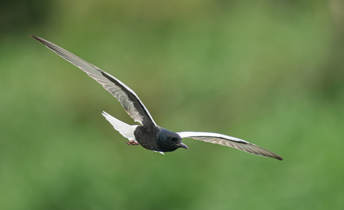 White-winged Tern - ML620592335