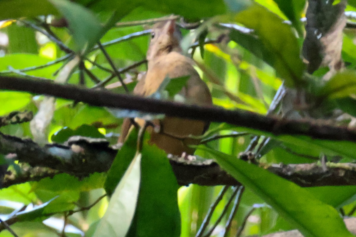 Rufous Shrikethrush - ML620592342