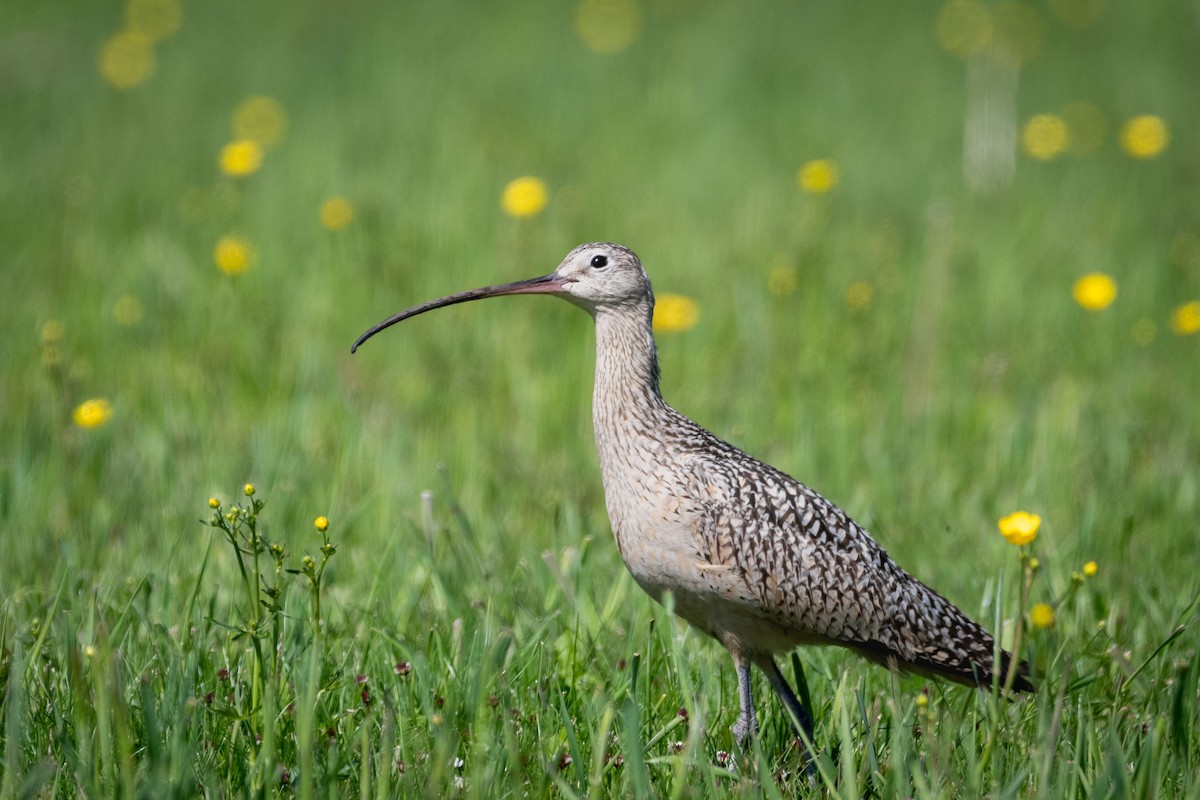 Long-billed Curlew - ML620592345