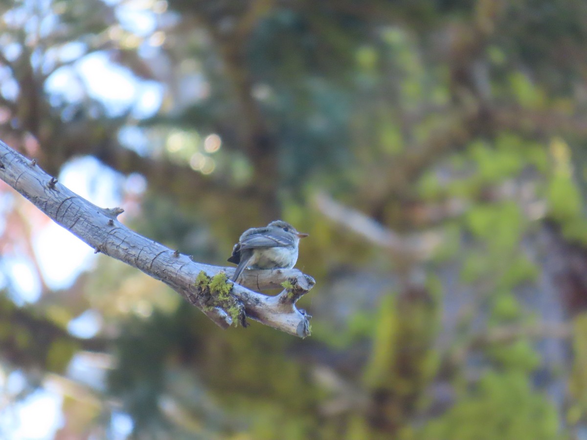 Dusky Flycatcher - ML620592350