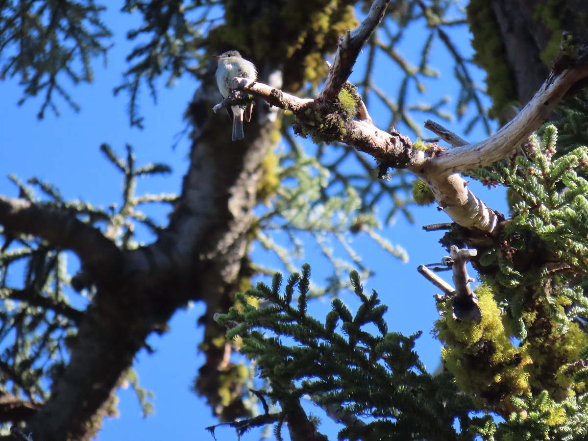 Dusky Flycatcher - ML620592351