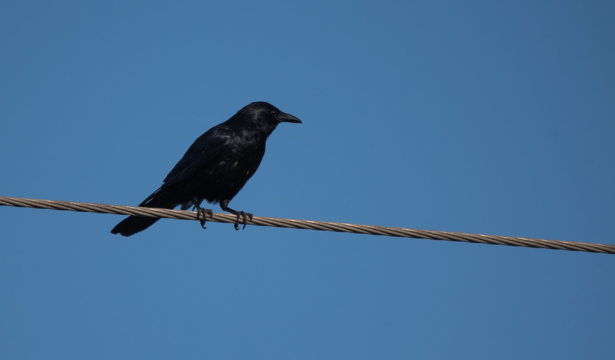 Sinaloa Crow - ML620592356