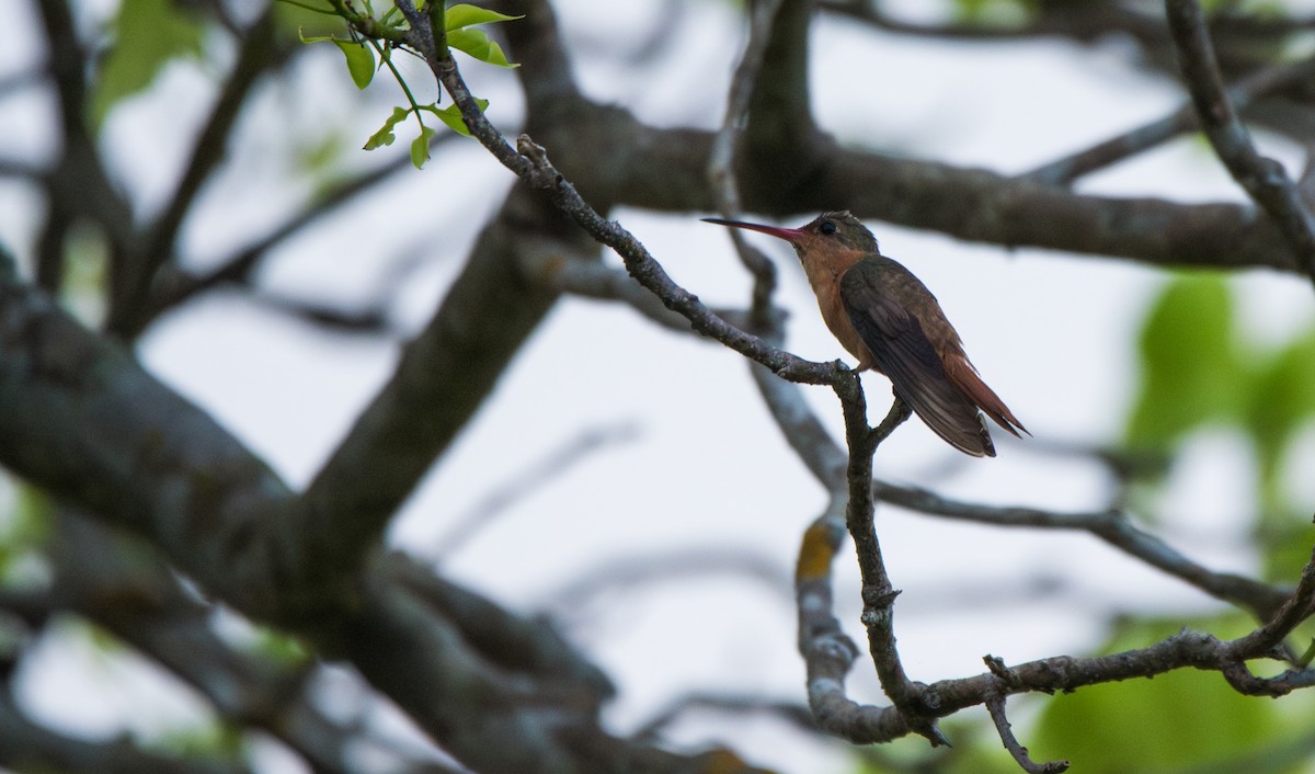 kolibřík ryšavý - ML620592361