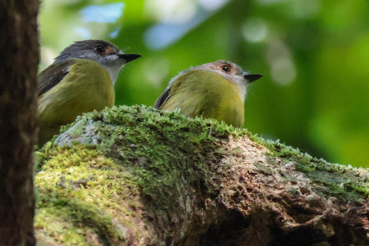 Pale-yellow Robin - ML620592368