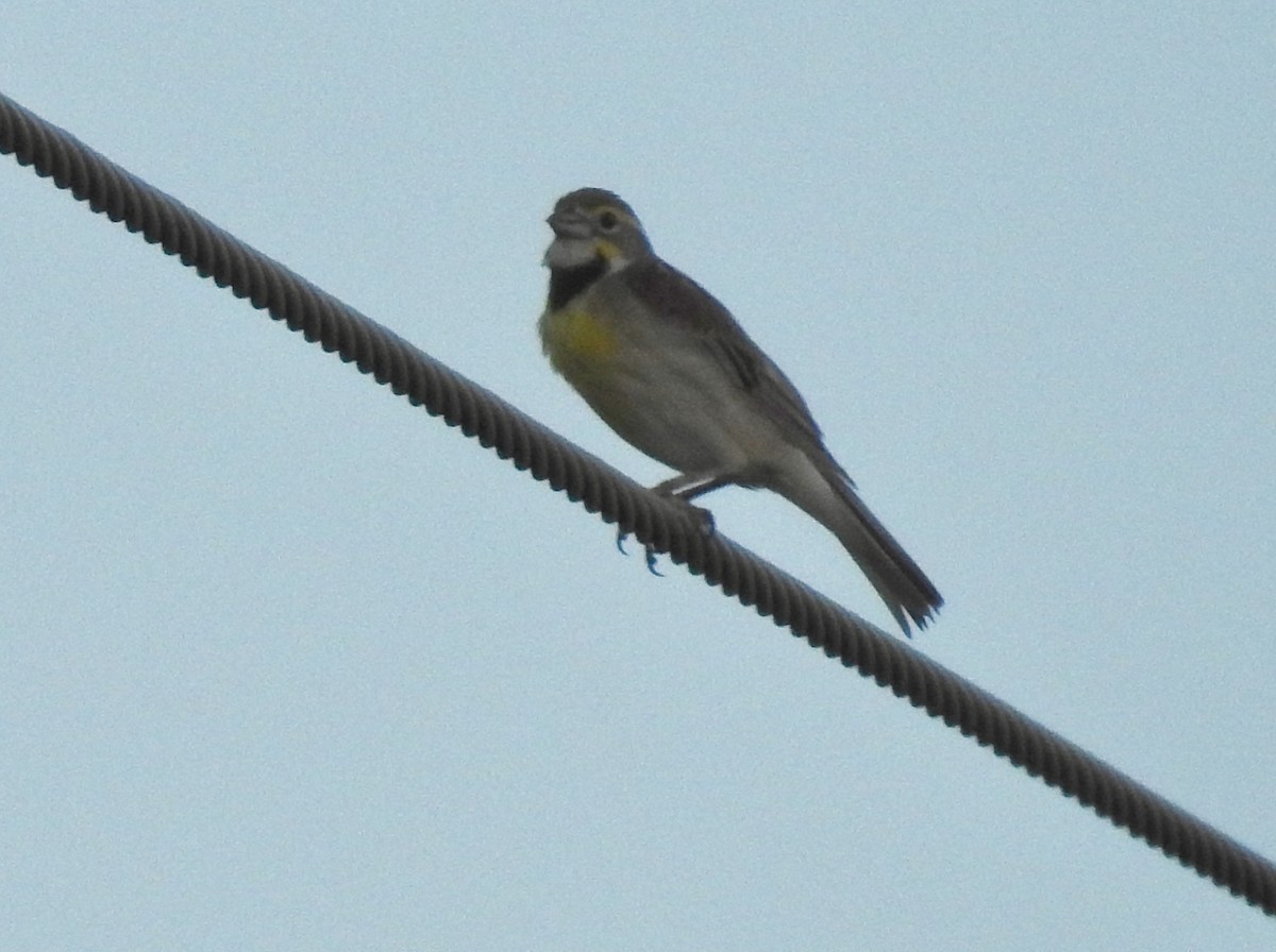 Dickcissel - ML620592370