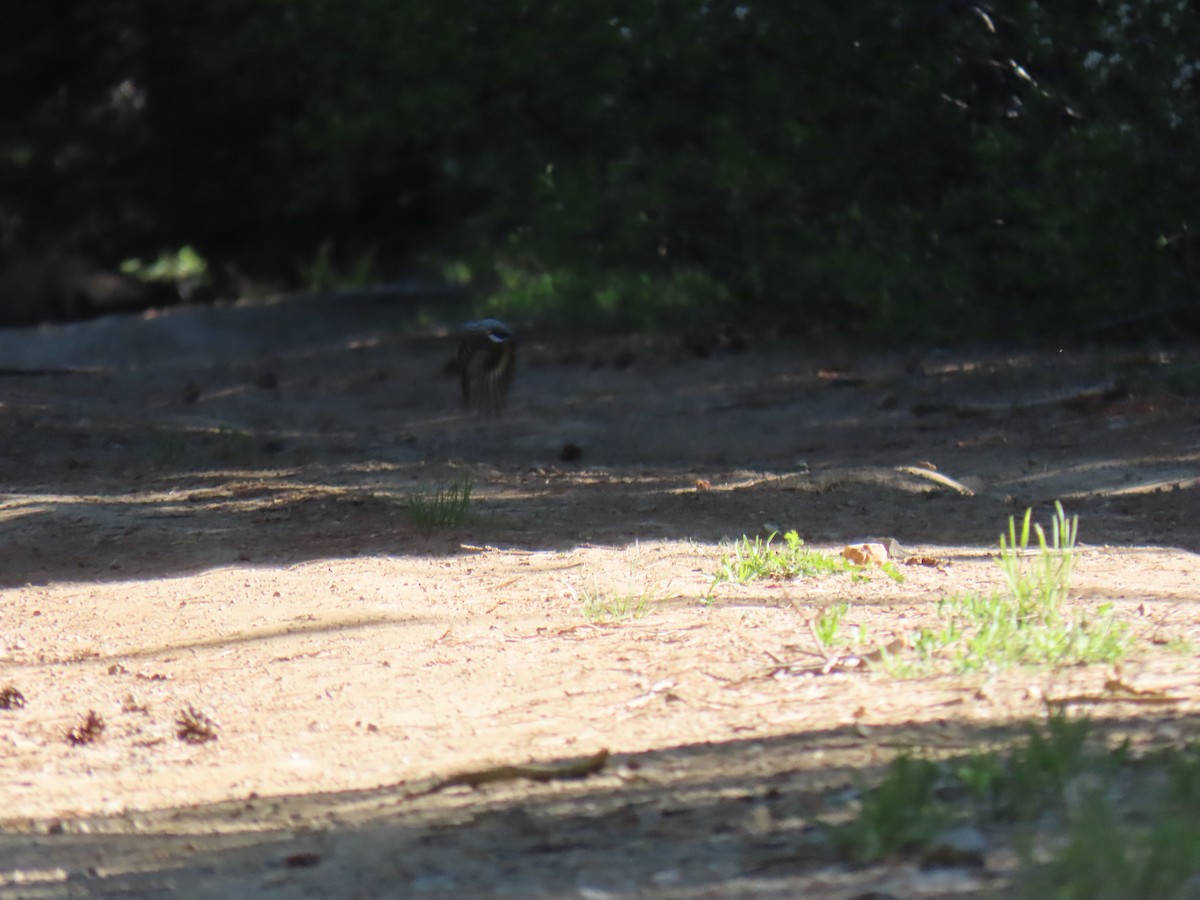 Townsend's Solitaire - ML620592371