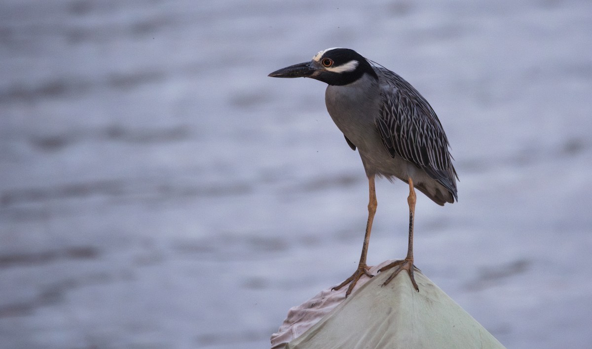 Yellow-crowned Night Heron - ML620592374