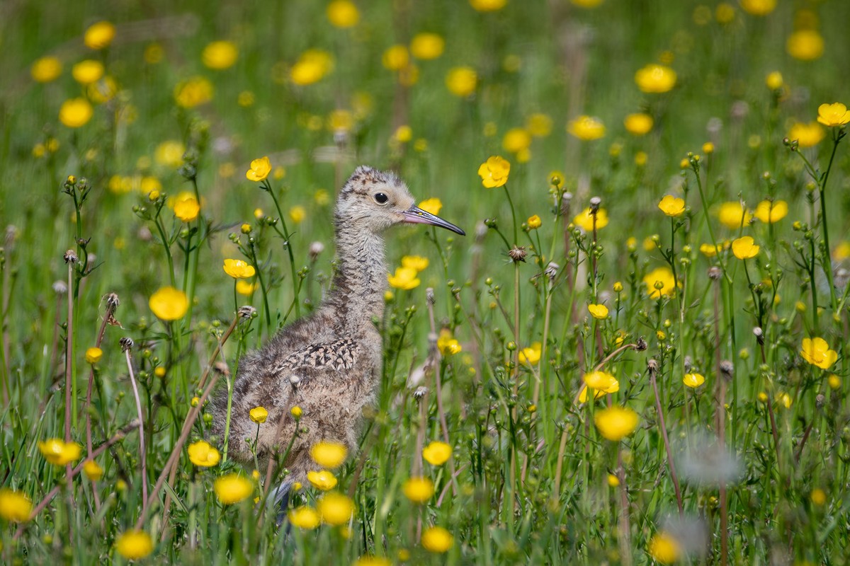 Rostbrachvogel - ML620592375