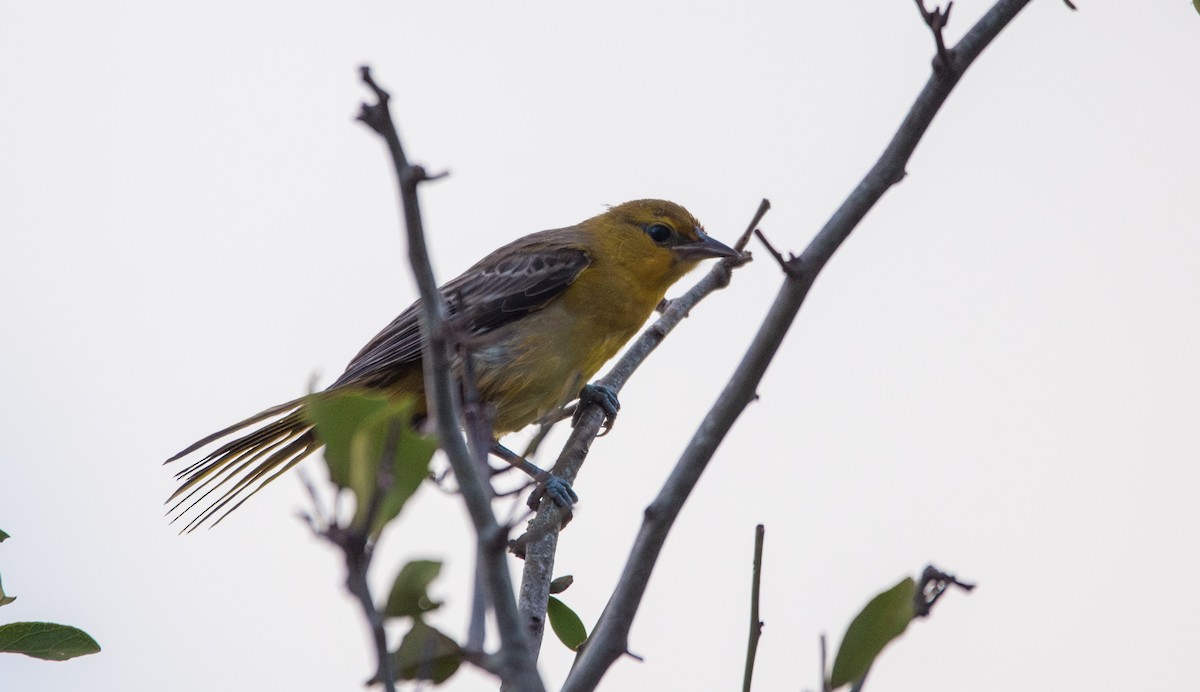 Orchard Oriole - ML620592378