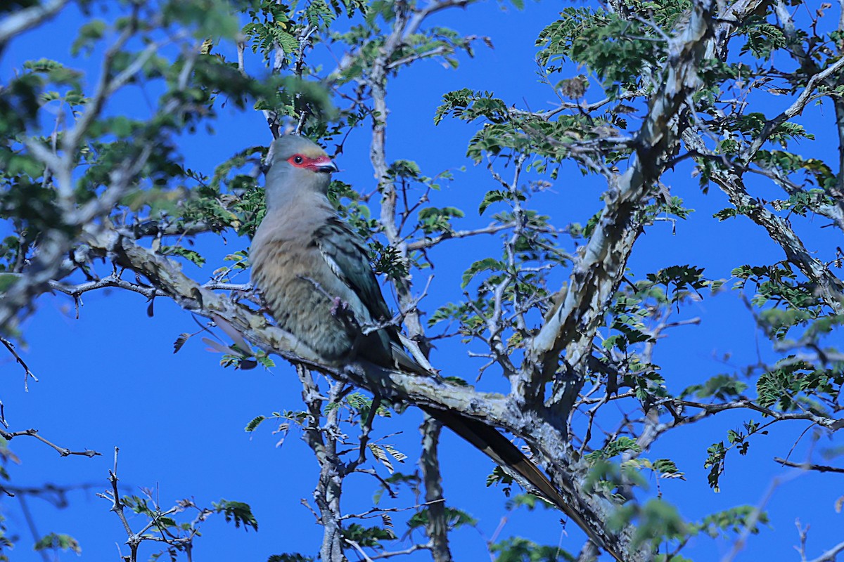 Red-faced Mousebird - ML620592383