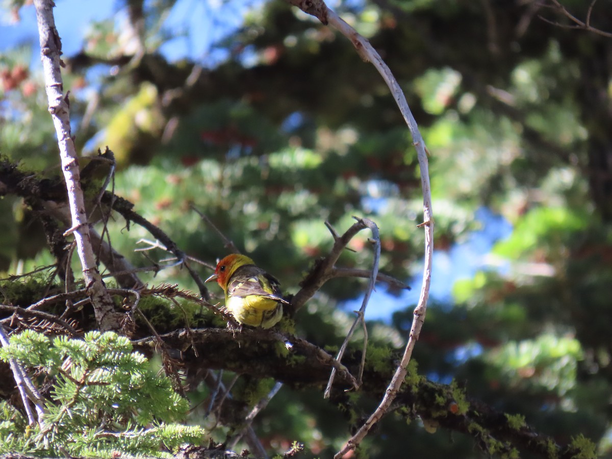 Western Tanager - ML620592387