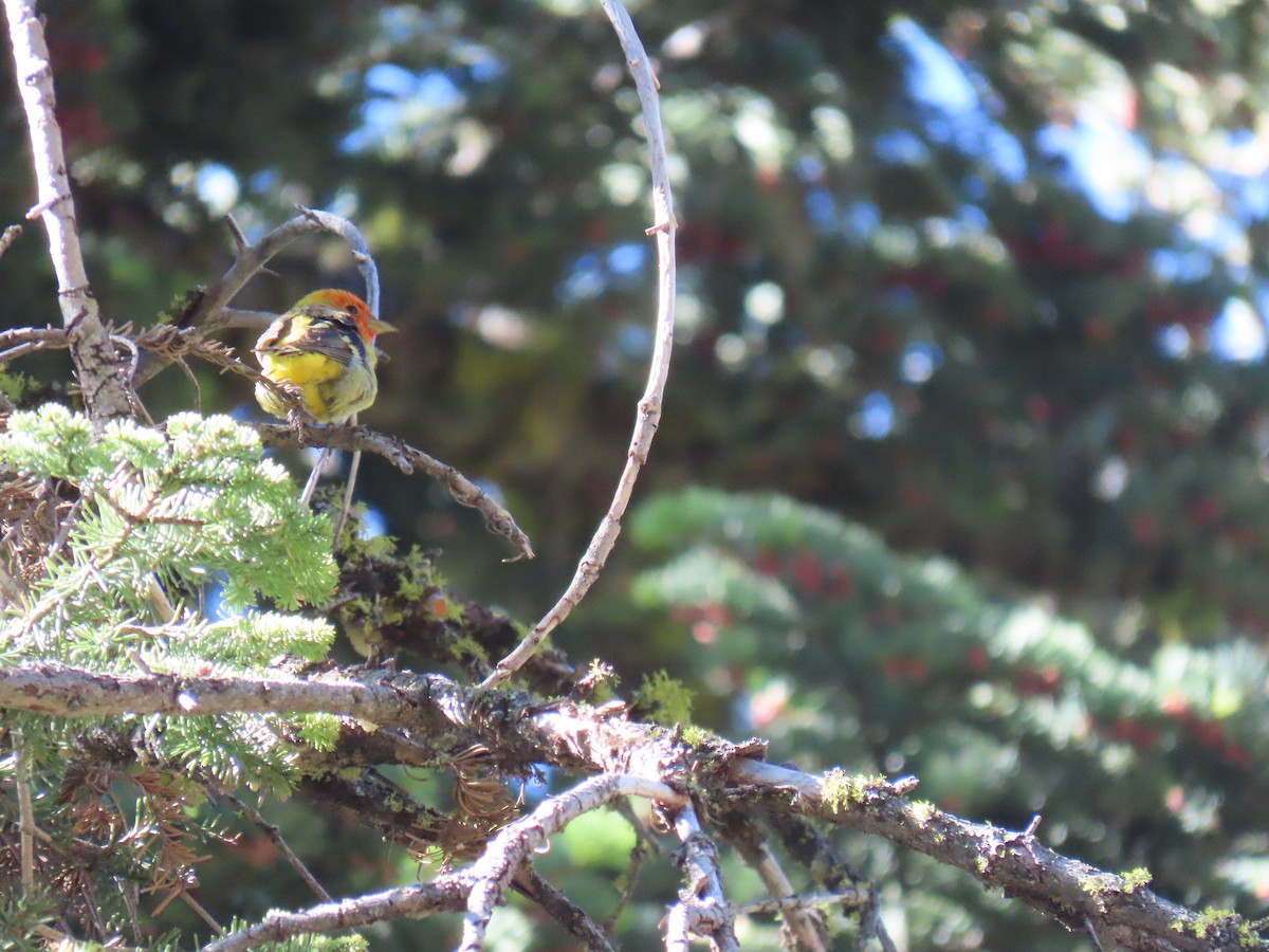 Western Tanager - ML620592388
