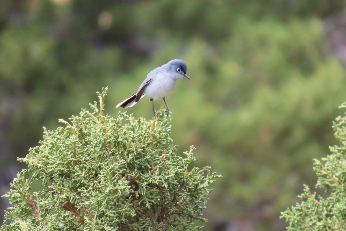 Blue-gray Gnatcatcher - Del Nelson