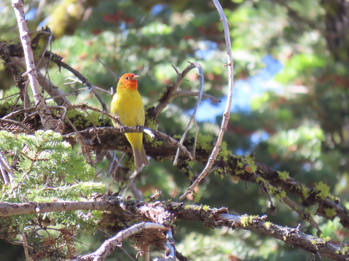 Western Tanager - ML620592392