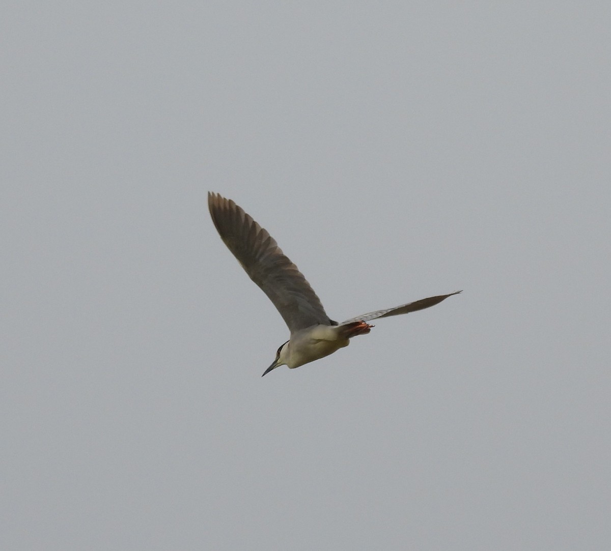 Black-crowned Night Heron - ML620592394