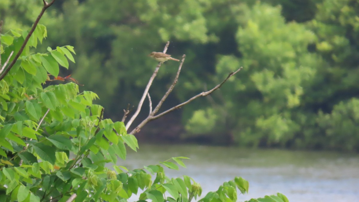 Oriental Reed Warbler - YUKIKO ISHIKAWA