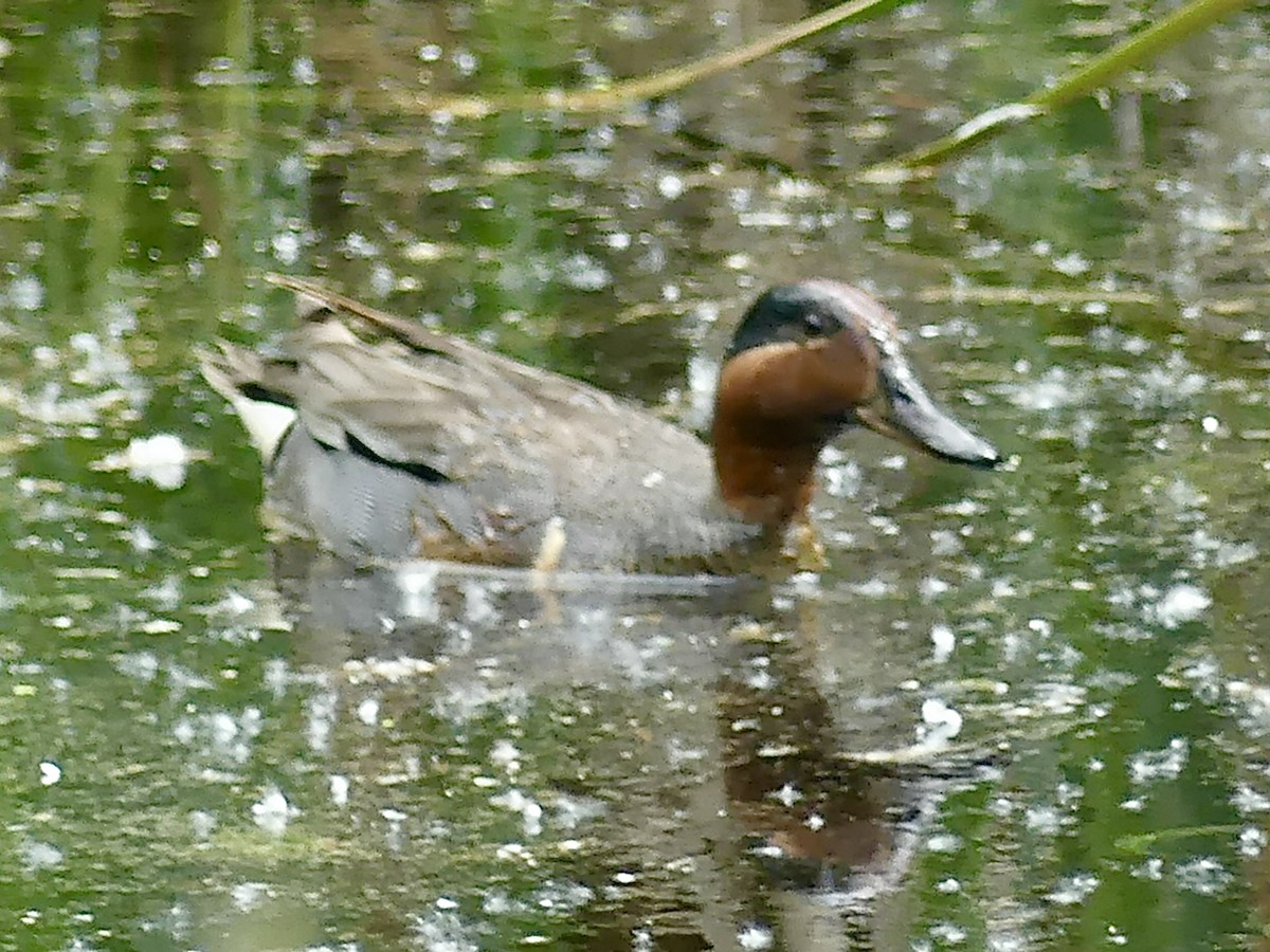 Green-winged Teal (American) - ML620592407