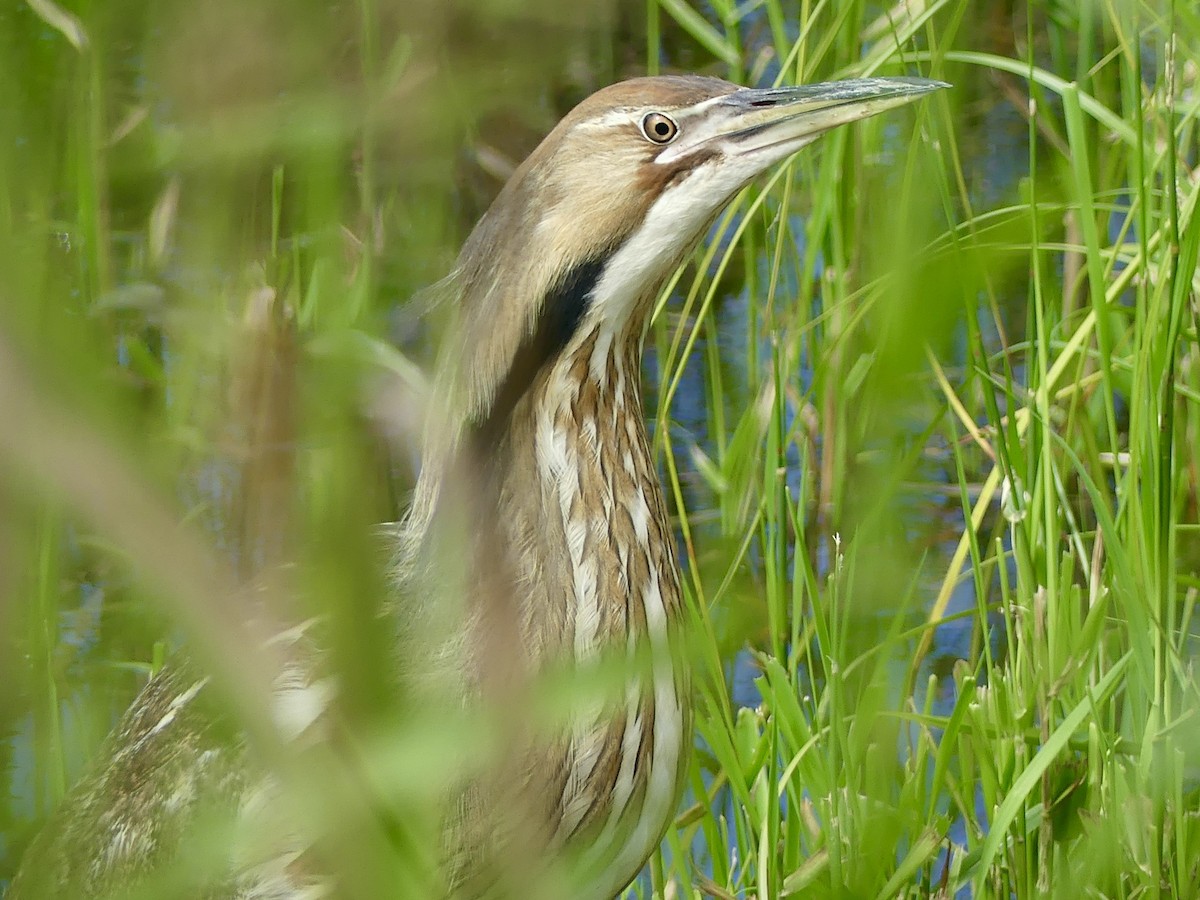 American Bittern - ML620592408