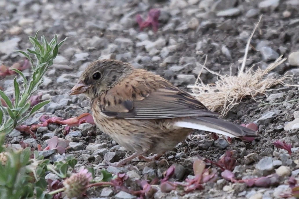 Dark-eyed Junco - ML620592410