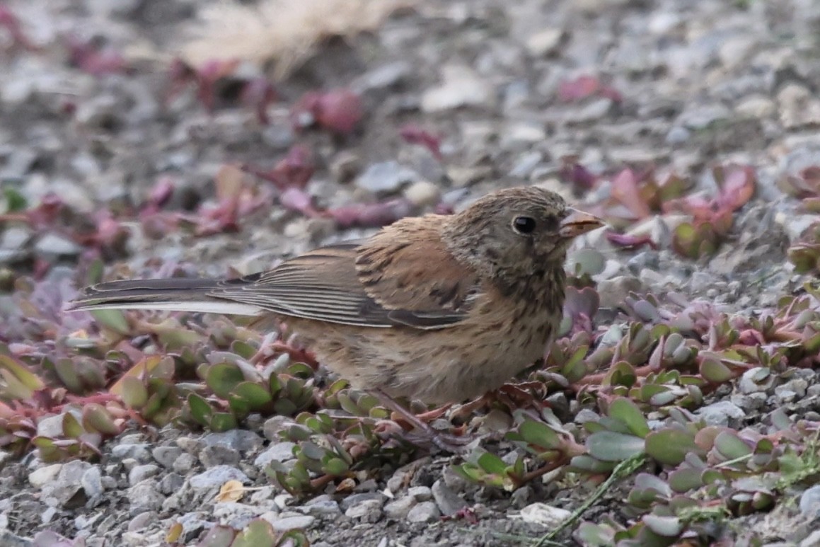 Dark-eyed Junco - ML620592411