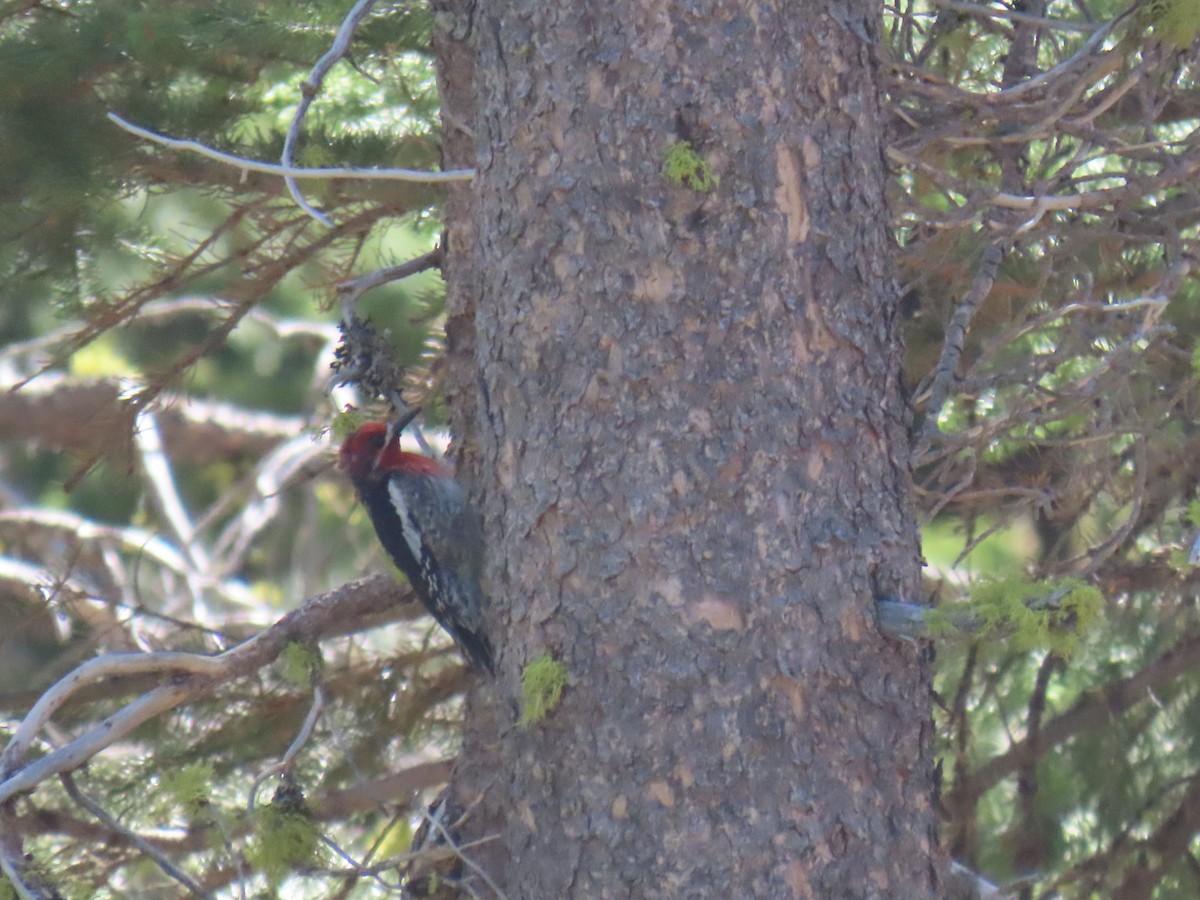 Red-breasted Sapsucker - ML620592412