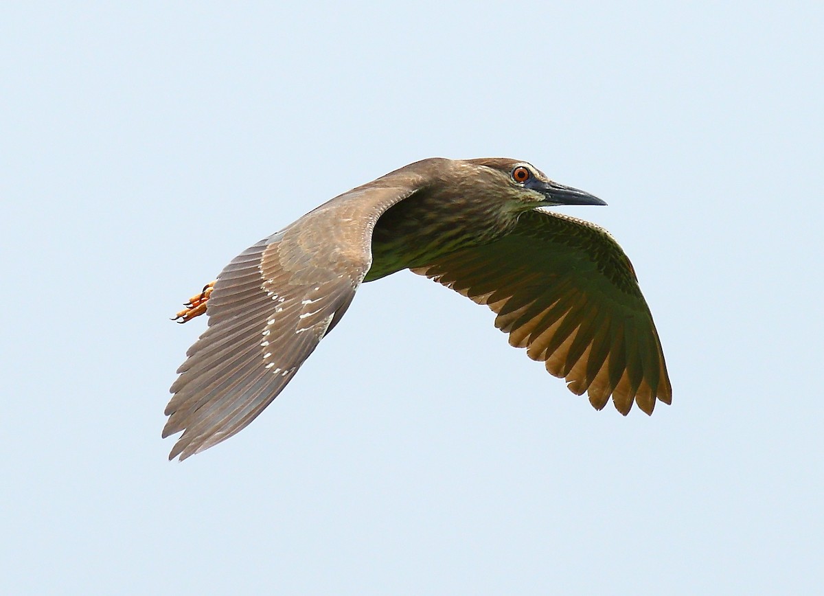 Black-crowned Night Heron - ML620592414