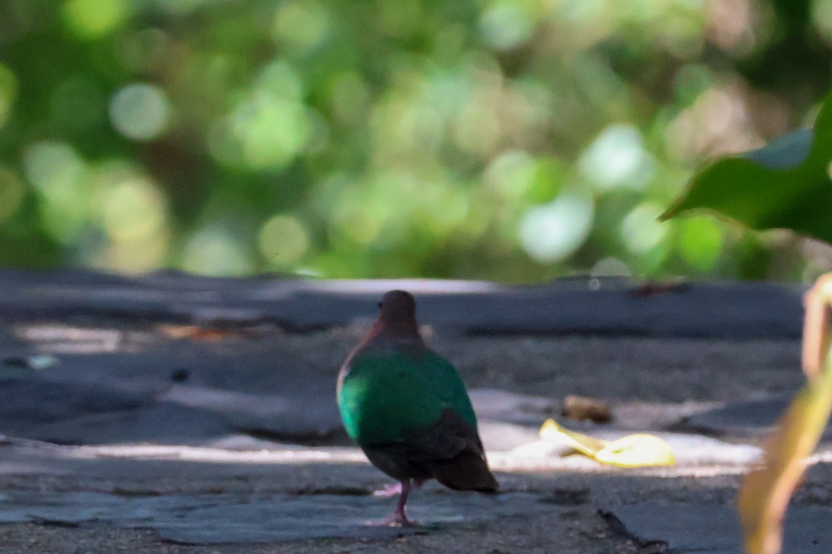 Pacific Emerald Dove - ML620592415