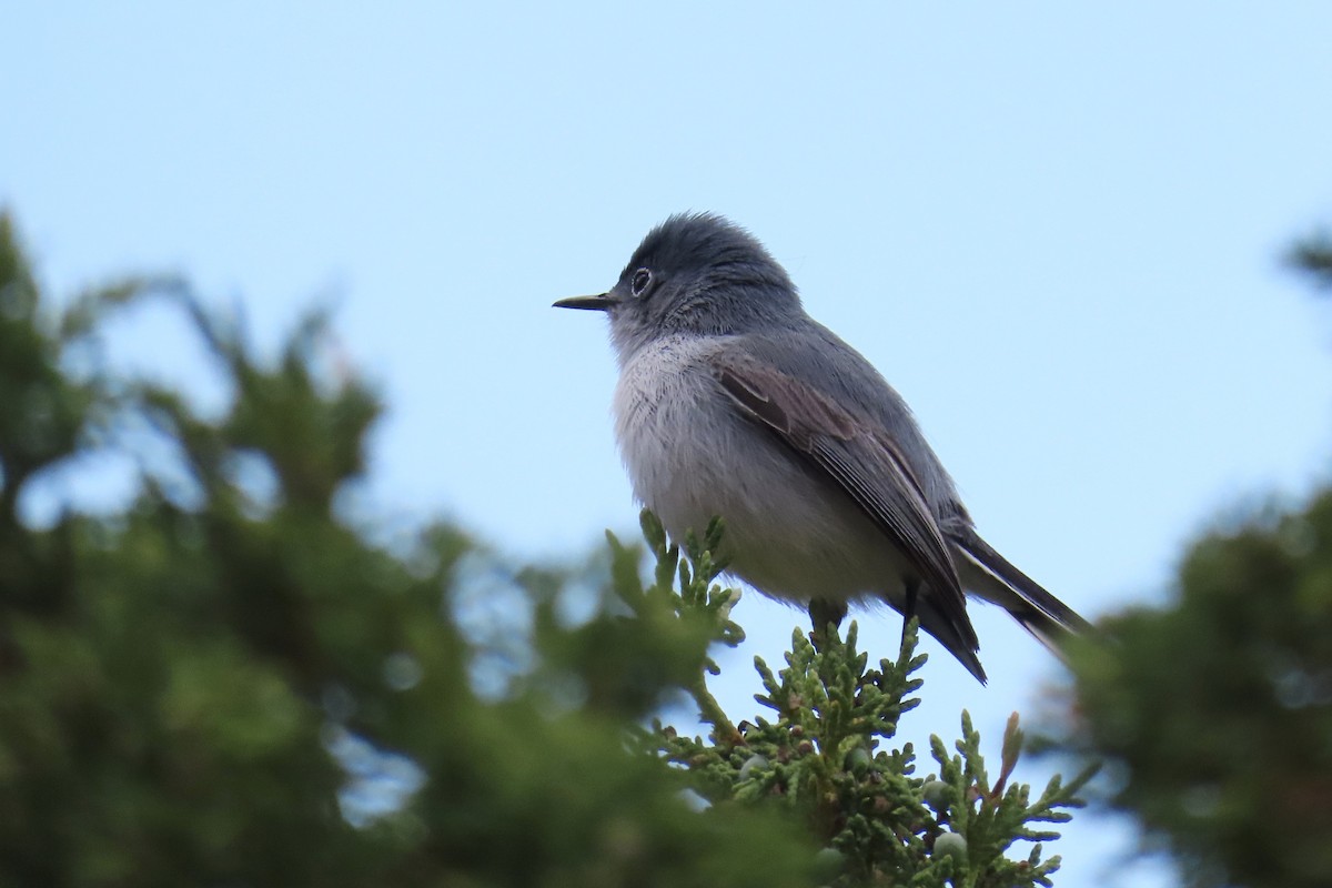 Blue-gray Gnatcatcher - ML620592418