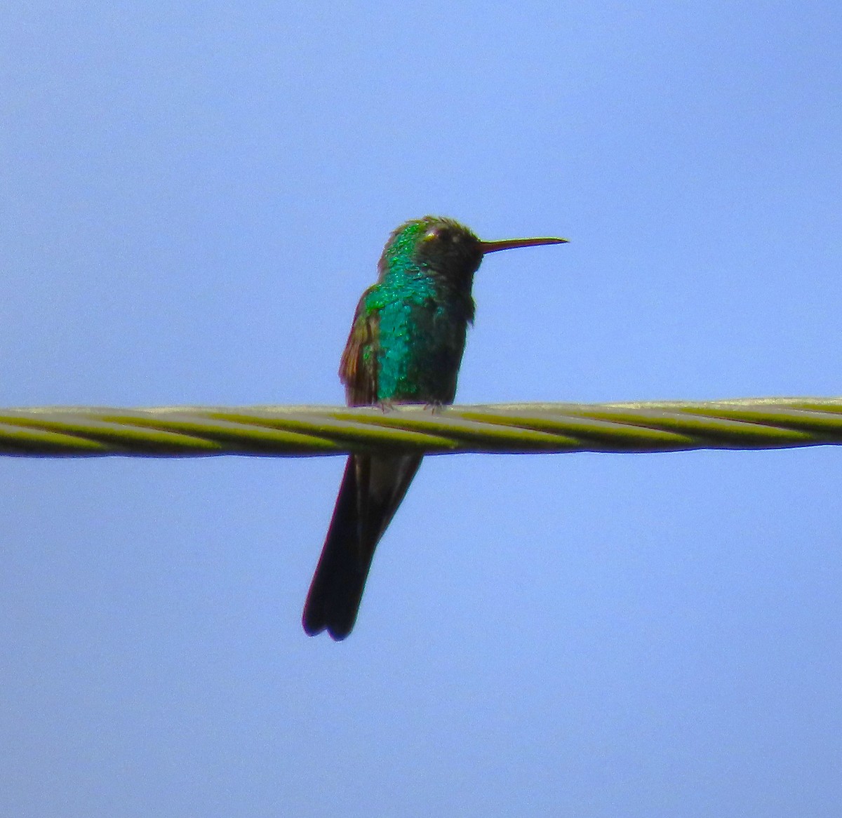 kolibřík kubánský - ML620592420