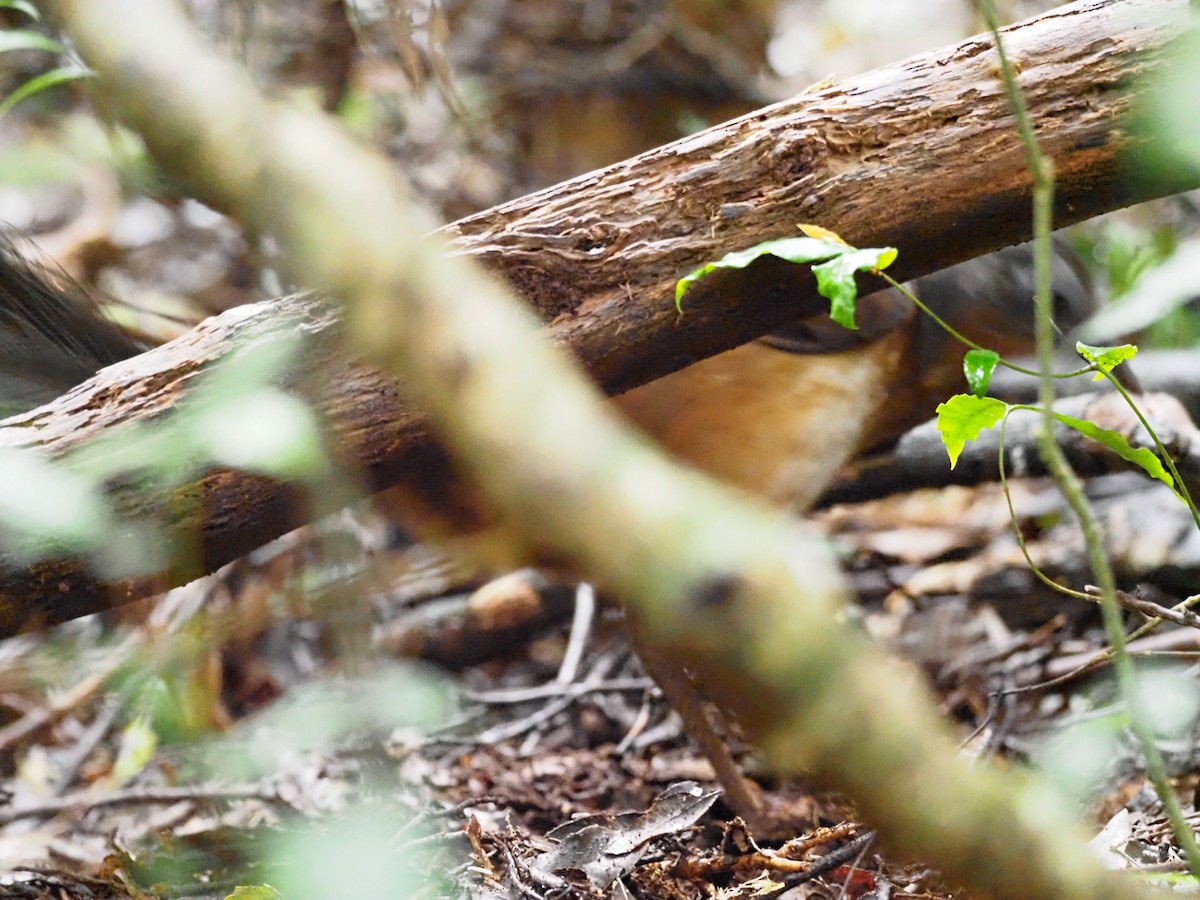 Albert's Lyrebird - ML620592423