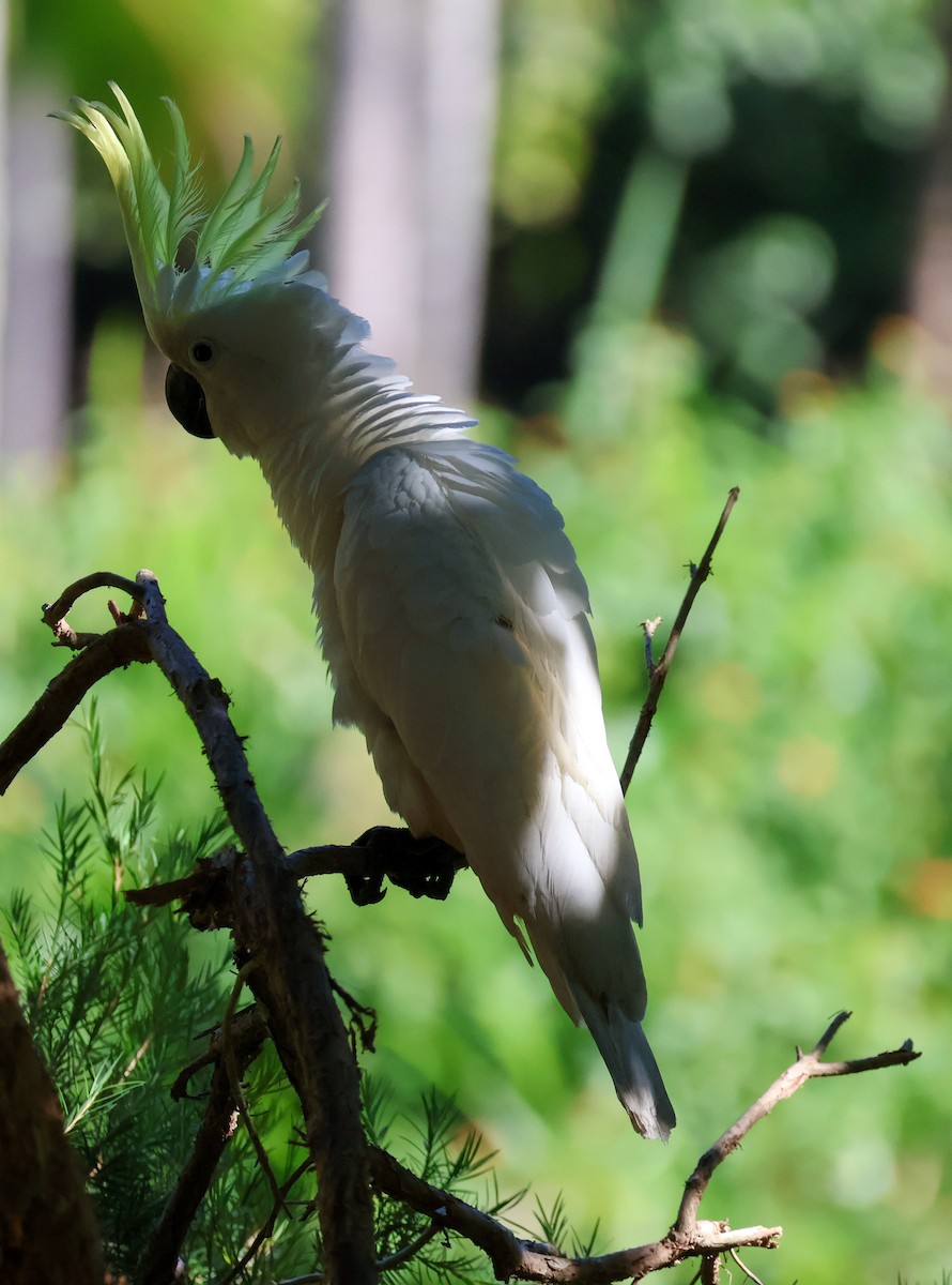 Sulphur-crested Cockatoo - ML620592424