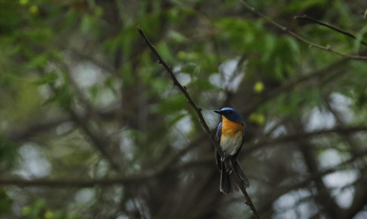 Tickell's Blue Flycatcher - ML620592429