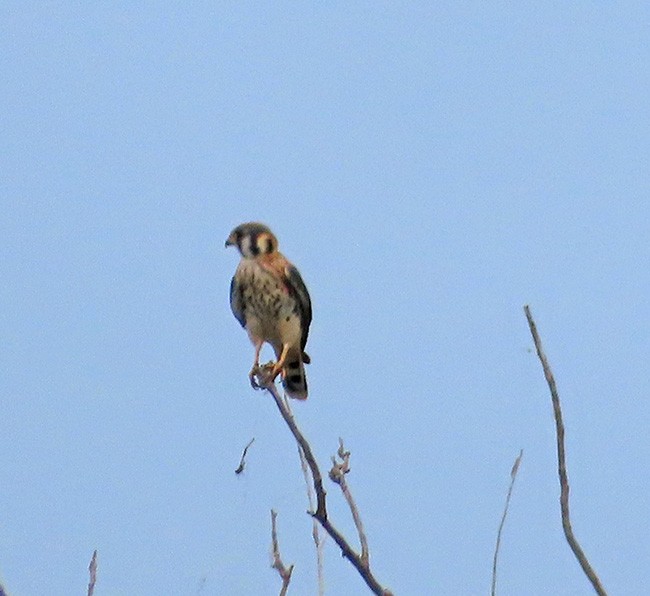 American Kestrel - Nancy Anderson