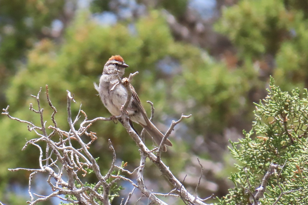 Chipping Sparrow - ML620592431