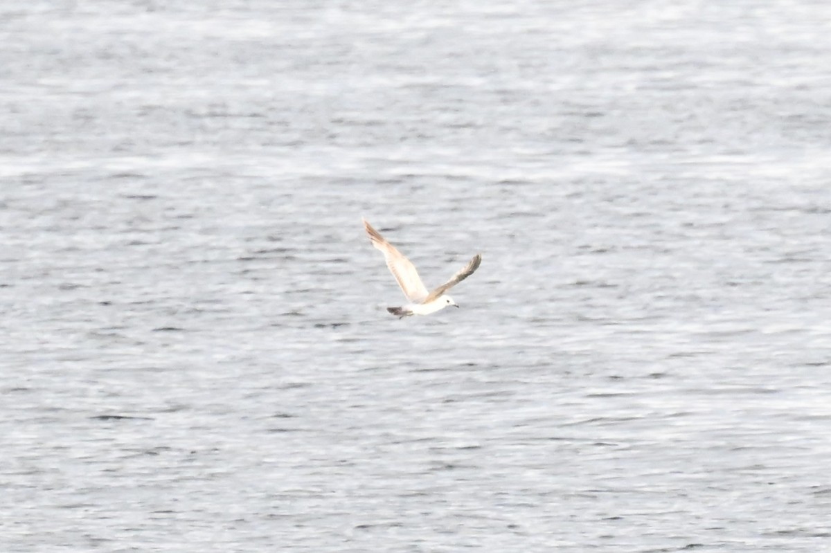 Short-billed Gull - ML620592432