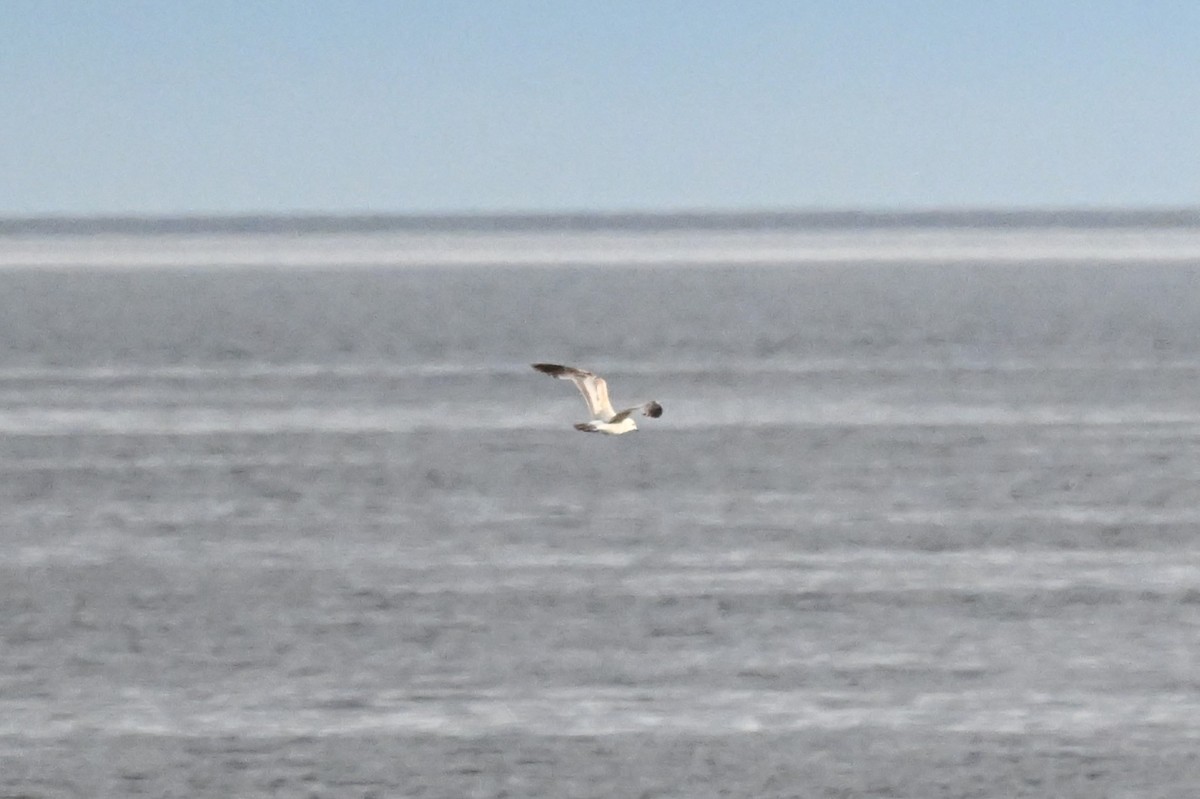 Short-billed Gull - ML620592433